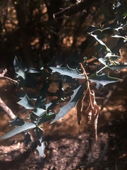 Berberis haematocarpa