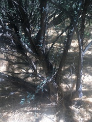 Berberis haematocarpa