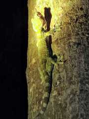 Gekko gecko
