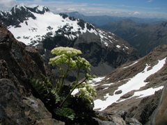Anisotome pilifera