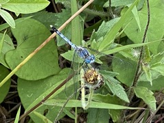 Diplacodes trivialis