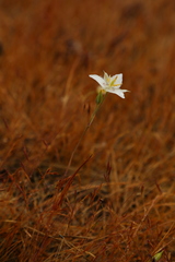 Calochortus lyallii