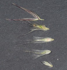 Rytidosperma longifolium