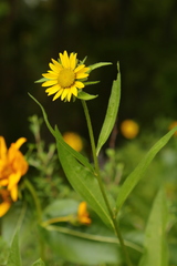 Helianthus cusickii