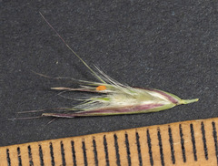 Rytidosperma longifolium