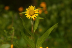 Helianthus cusickii