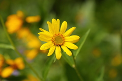 Helianthus cusickii