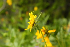 Helianthus cusickii
