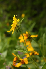 Helianthus cusickii