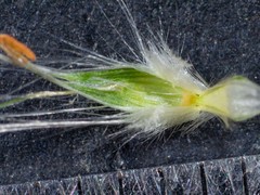 Rytidosperma longifolium