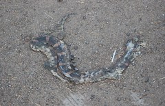 Rhinocheilus antonii