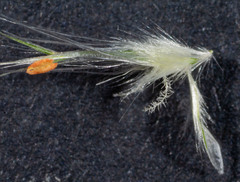 Rytidosperma longifolium