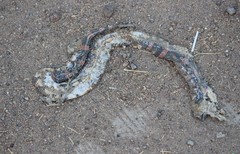 Rhinocheilus antonii