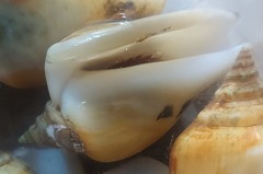 Laevistrombus canarium