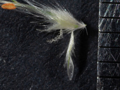 Rytidosperma longifolium