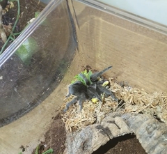 Grammostola pulchra