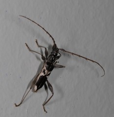 Coptocercus crucigerus