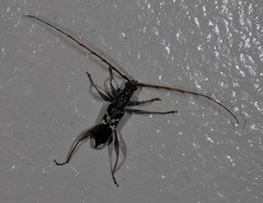 Coptocercus crucigerus