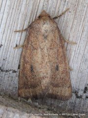 Photedes inops
