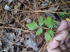 Xanthorhiza simplicissima