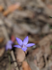 Wahlenbergia luteola