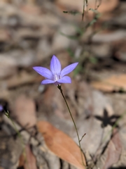 Wahlenbergia luteola