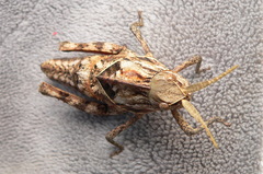 Lobosceliana