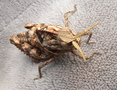 Lobosceliana
