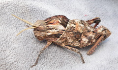 Lobosceliana