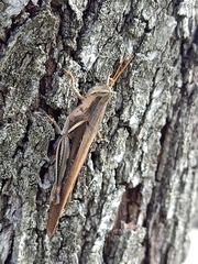 Stenocatantops splendens
