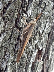 Stenocatantops splendens