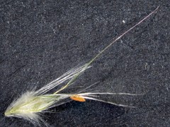 Rytidosperma longifolium