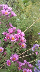 Symphyotrichum novae-angliae