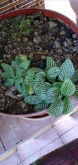 Fittonia