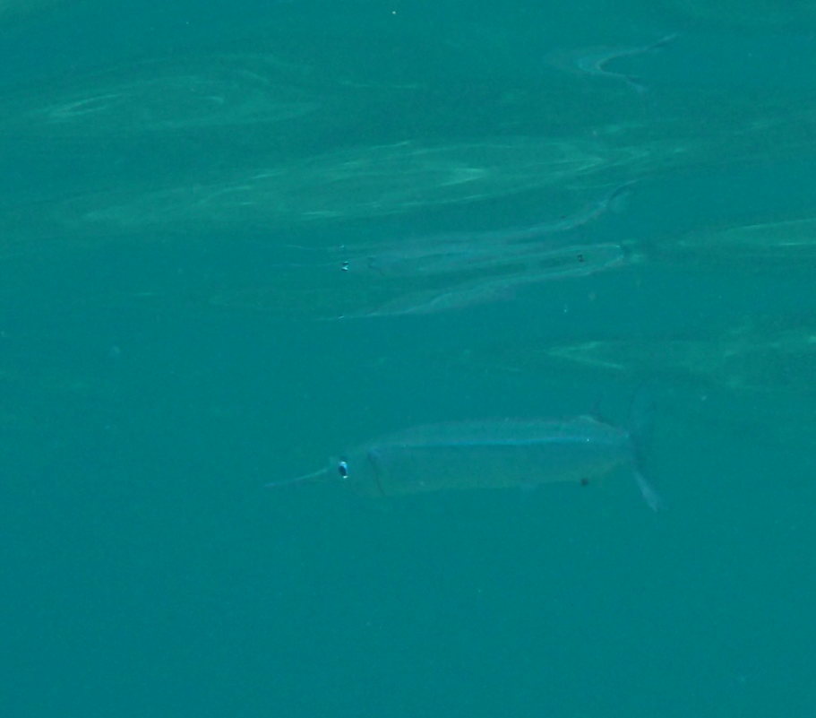 Pacific halfbeak (Hyporhamphus pacificus) — Hemiramphidae