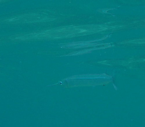 Pacific halfbeak (Hyporhamphus pacificus) — Hemiramphidae