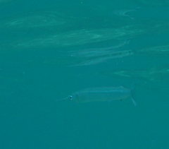 Hyporhamphus acutus pacificus