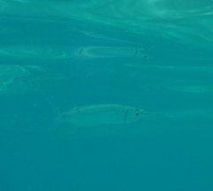 Hyporhamphus acutus pacificus