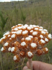 Helichrysum pedunculatum