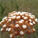 Helichrysum pedunculatum - Photo (c) kevin koen, algunos derechos reservados (CC BY-SA), uploaded by kevin koen