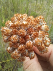 Helichrysum pedunculatum