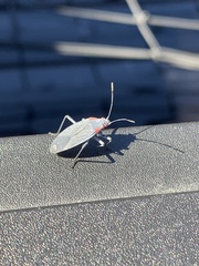 Jadera haematoloma