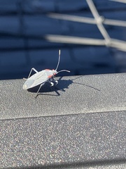 Jadera haematoloma