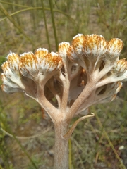 Helichrysum pedunculatum