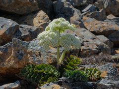 Anisotome pilifera