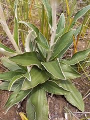 Helichrysum pedunculatum