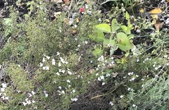 Micromeria biflora