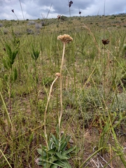 Helichrysum pedunculatum