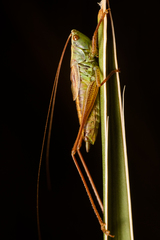 Conocephalus saltans