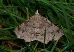 Rhinodia rostraria